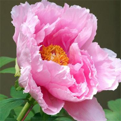 旺桃花运的微信头像 8