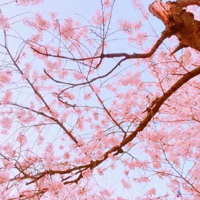 春天风景头像高清图 3