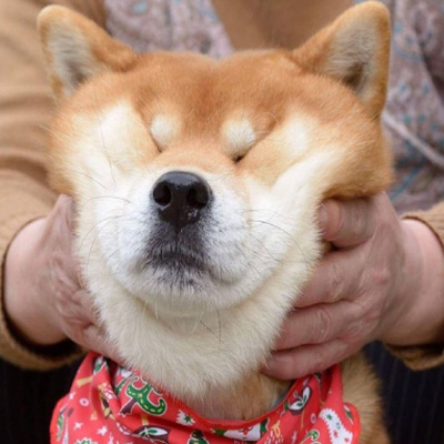 刘耀文同款头像柴犬