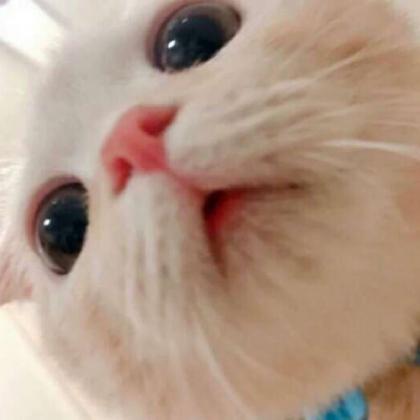 微信头像小猫 3