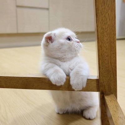 道教微信头像大全 2