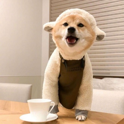 柴犬可爱头像 7