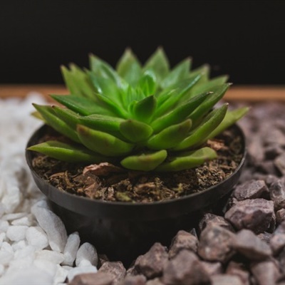 植物头像图片大全2023