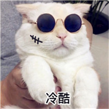 好风水微信头像旺财 9