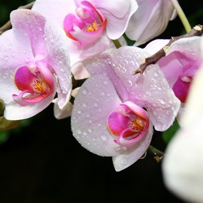 高雅花朵微信头像 3