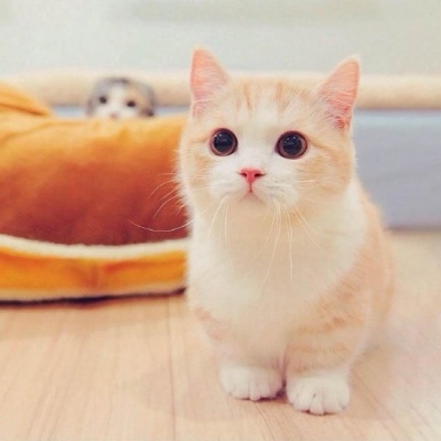 猫猫头像大全可爱 8