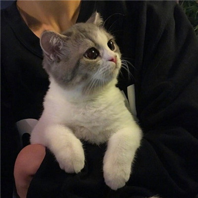 搞笑猫咪头像 6