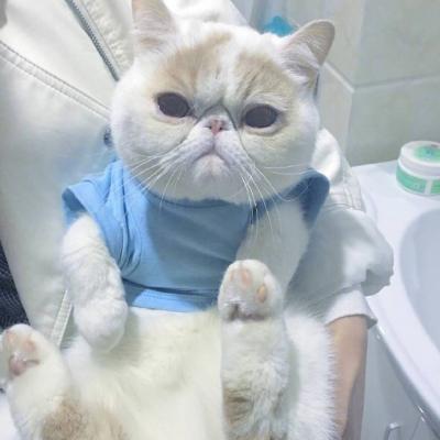 微信头像定制 2