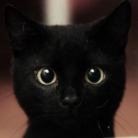 黑暗系压抑头像孤独黑猫 6