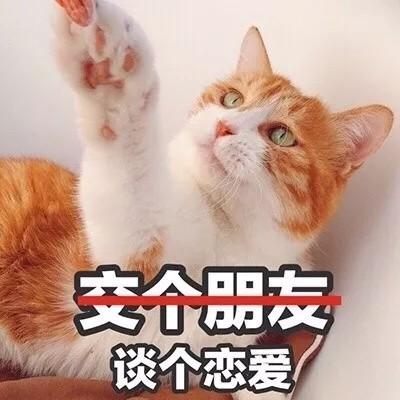 搞笑猫咪头像 9