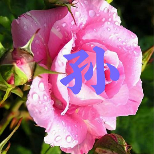 适合女人的头像好运 花朵