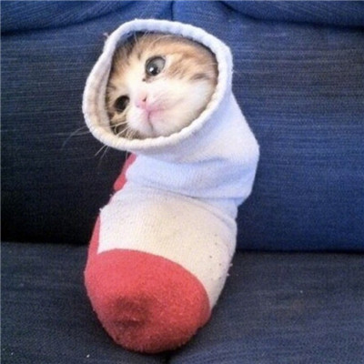 猫咪头像男生用 9