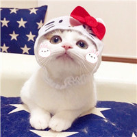 小猪佩奇骂人头像 3