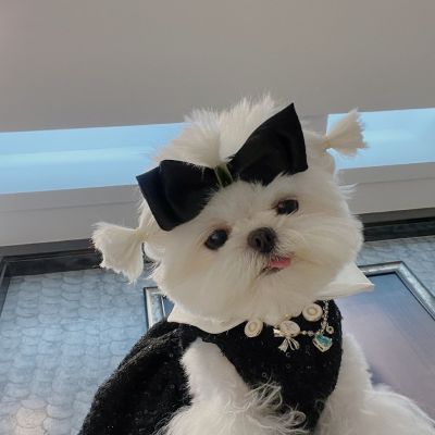 小狗头像ins高级质感