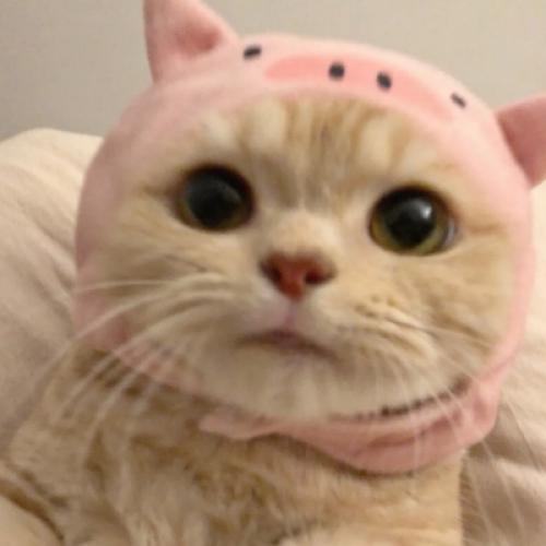 汤姆猫正常经典头像 5