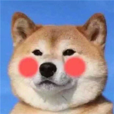 狗的头像搞笑 8