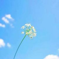 植物头像图片大全2023 2