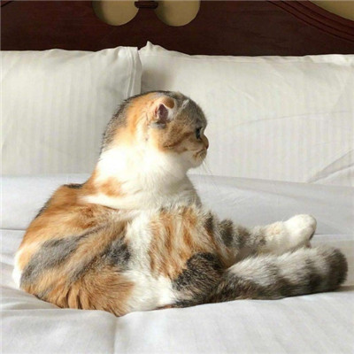 猫头像搞怪