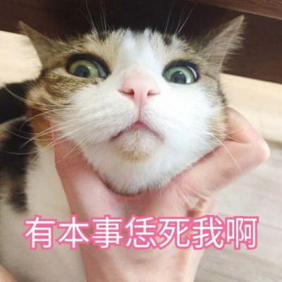 搞笑猫咪头像 8