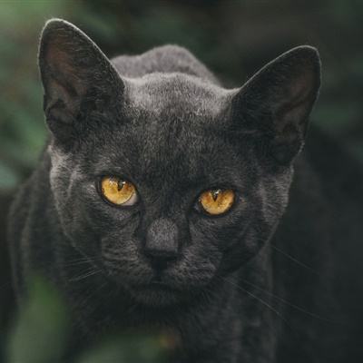 黑暗系压抑头像孤独黑猫