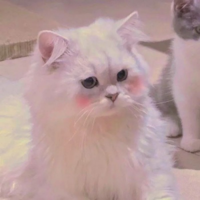 微信头像小猫 2