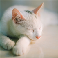 小猫钓鱼头像
