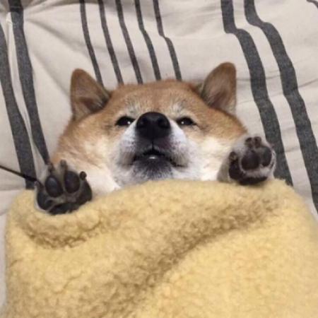 沙雕宠物头像双人 6