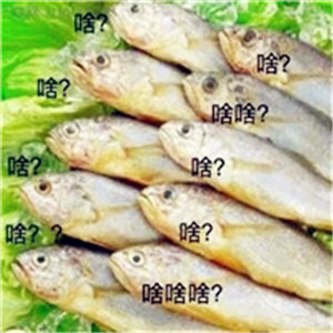 搞笑宠物头像大全可爱