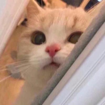 猫咪头像可爱治愈橘猫
