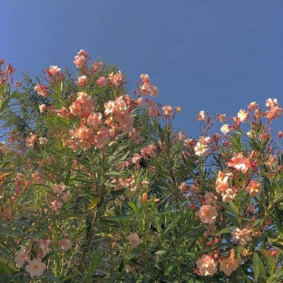 微信头像图片 风景意境 2