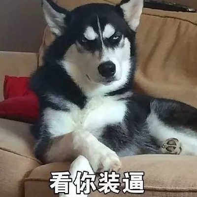 狗狗搞笑头像图片大全