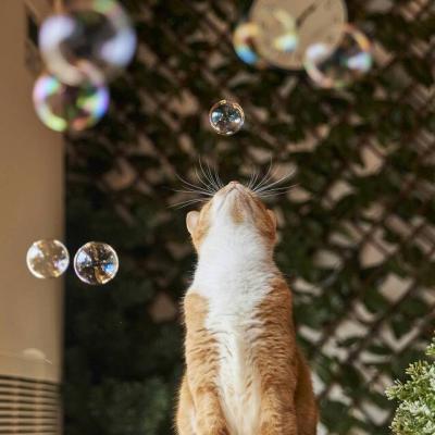 猫咪头像图片微信头像 3