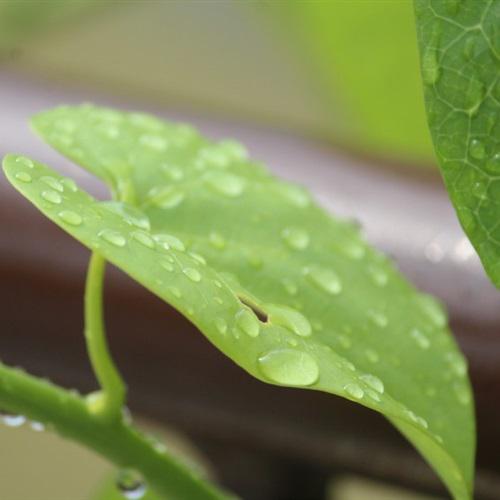 属鸡微信头像吉星植物 5