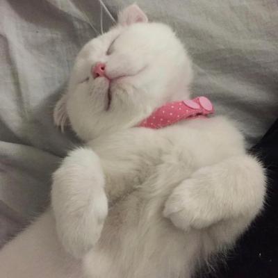 2023超可爱的猫咪头像女 2
