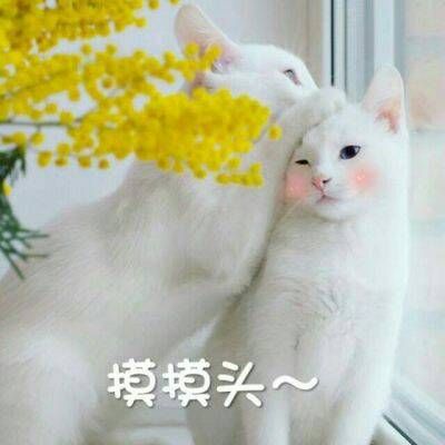 2023年最火微信动物头像 6