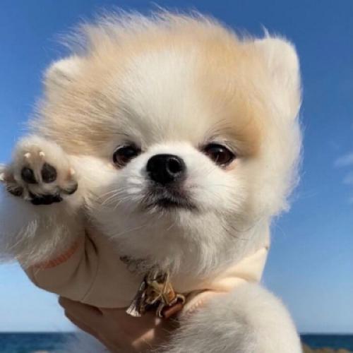 qq头像小狗 7