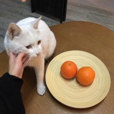 微信头像张姓图片大全 3