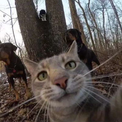 猫和老鼠搞笑头像 5