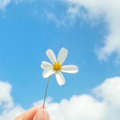 属虎2023年花草好运头像 7