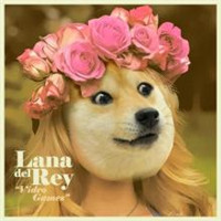 狗头头像柴犬 5
