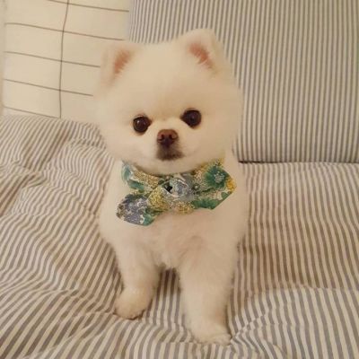 头像图片微信可爱动物 8
