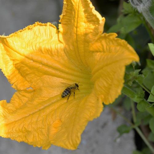 高雅花朵微信头像 1