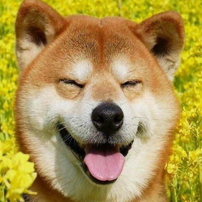 柴犬头像可爱图片 4