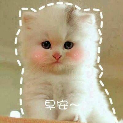 2023最火头像猫咪 3