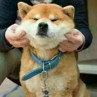 有一个柴犬头像的网站 1