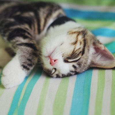 夏目友人帐猫咪头像