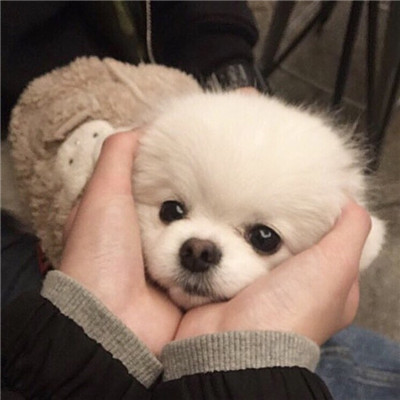 小狗头像可爱