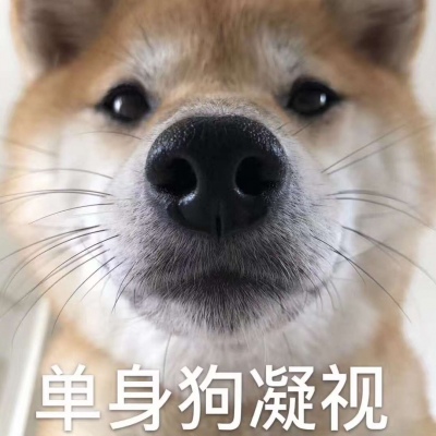 单身狗图片头像 2