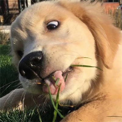 单身狗图片头像 4