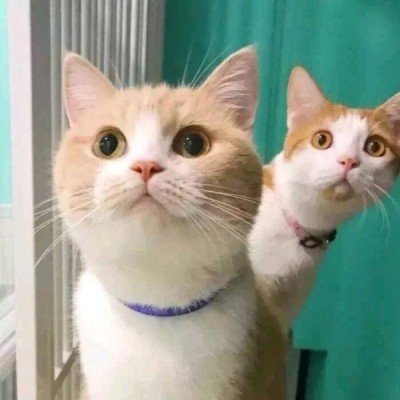 猫咪头像图片微信头像 7